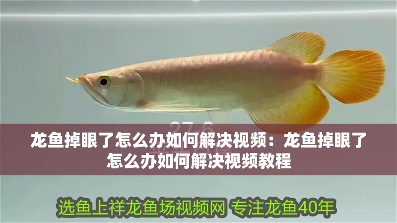 龍魚掉眼了怎么辦如何解決視頻：龍魚掉眼了怎么辦如何解決視頻教程