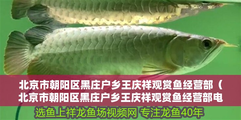 北京市朝陽區黑莊戶鄉王慶祥觀賞魚經營部(北京市朝陽區黑莊戶鄉王慶祥觀賞魚經營部電話) 全國水族館企業名錄 第2張 北京市朝陽區黑莊戶鄉王慶祥觀賞魚經營部(北京市朝陽區黑莊戶鄉王慶祥觀賞魚經營部電話) 北京市朝陽區黑莊戶鄉王慶祥觀賞魚經營部(北京市朝陽區黑莊戶鄉王慶祥觀賞魚經營部電話) 全國水族館企業名錄 第2張