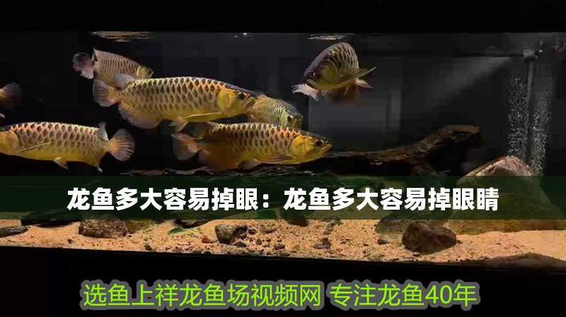 龍魚多大容易掉眼：龍魚多大容易掉眼睛