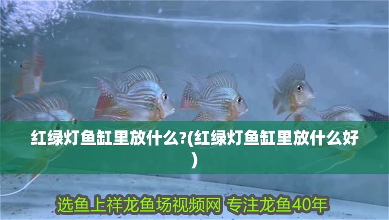 紅綠燈魚缸里放什么?(紅綠燈魚缸里放什么好)