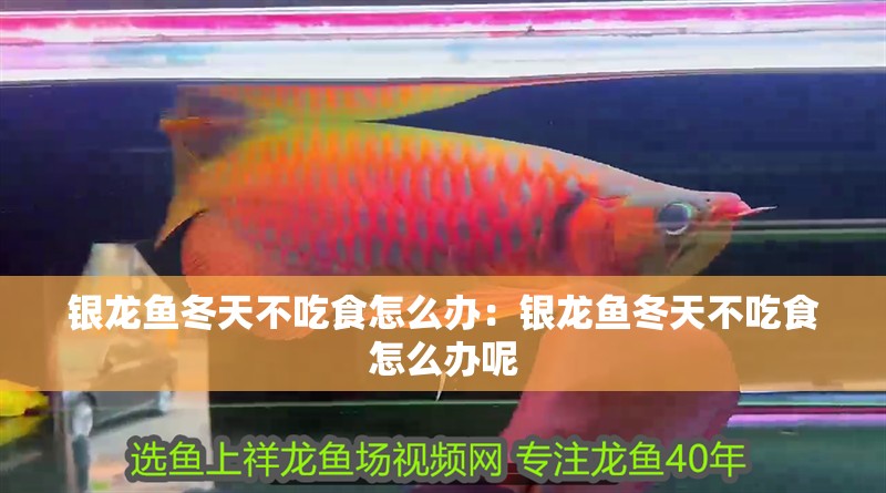 銀龍魚冬天不吃食怎么辦：銀龍魚冬天不吃食怎么辦呢