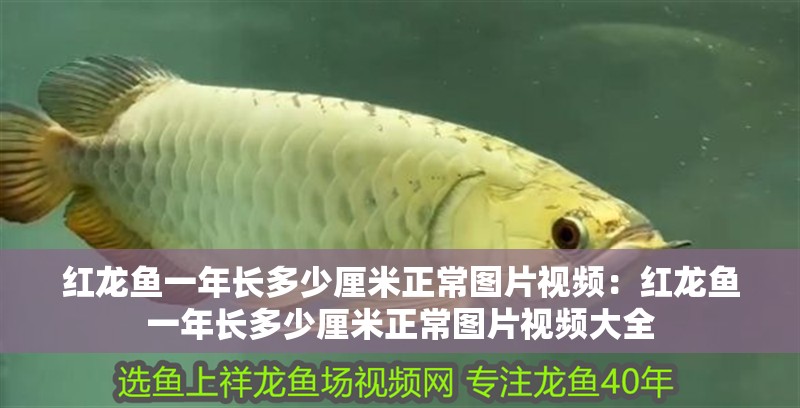 紅龍魚一年長多少厘米正常圖片視頻：紅龍魚一年長多少厘米正常圖片視頻大全