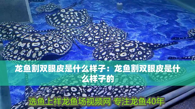 銀龍魚(yú)身上爛鱗圖片大全(銀龍魚(yú)身上爛皮了怎么辦)