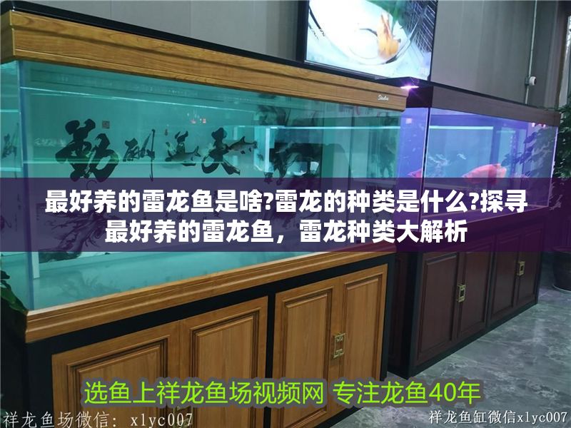 最好養的雷龍魚是啥?雷龍的種類是什么?探尋最好養的雷龍魚，雷龍種類大解析