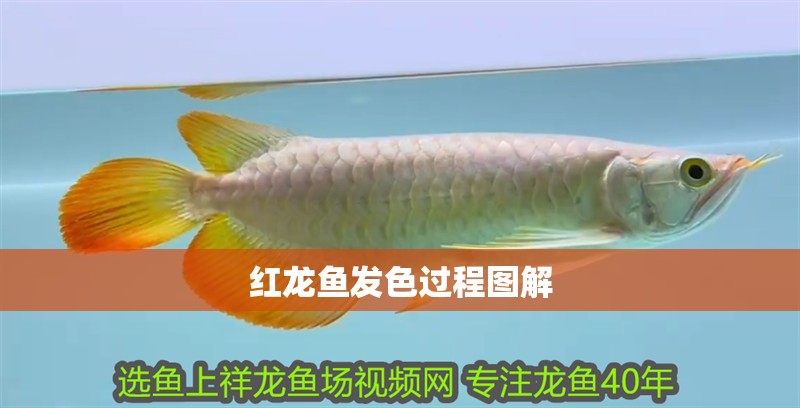 紅龍魚發色過程圖解
