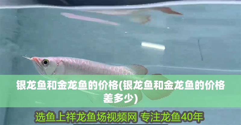 銀龍魚(yú)和金龍魚(yú)的價(jià)格(銀龍魚(yú)和金龍魚(yú)的價(jià)格差多少)
