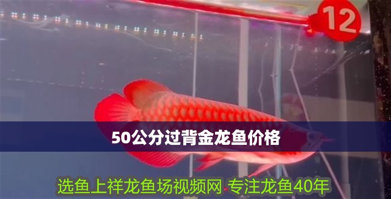50公分過背金龍魚價格