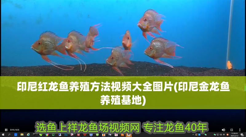 印尼紅龍魚養殖方法視頻大全圖片(印尼金龍魚養殖基地)