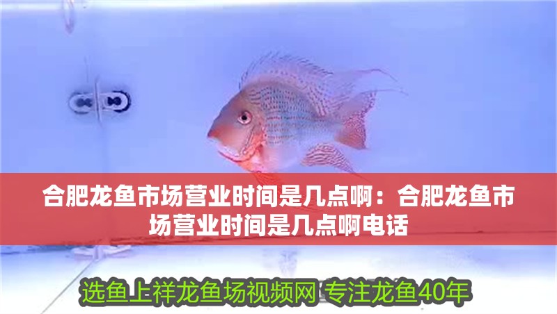 合肥龍魚市場(chǎng)營(yíng)業(yè)時(shí)間是幾點(diǎn)啊：合肥龍魚市場(chǎng)營(yíng)業(yè)時(shí)間是幾點(diǎn)啊電話