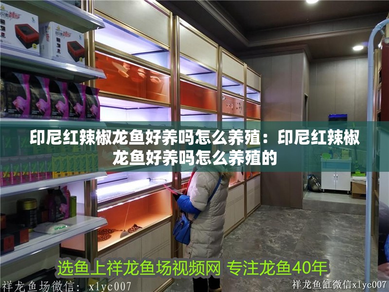 印尼紅辣椒龍魚好養嗎怎么養殖：印尼紅辣椒龍魚好養嗎怎么養殖的