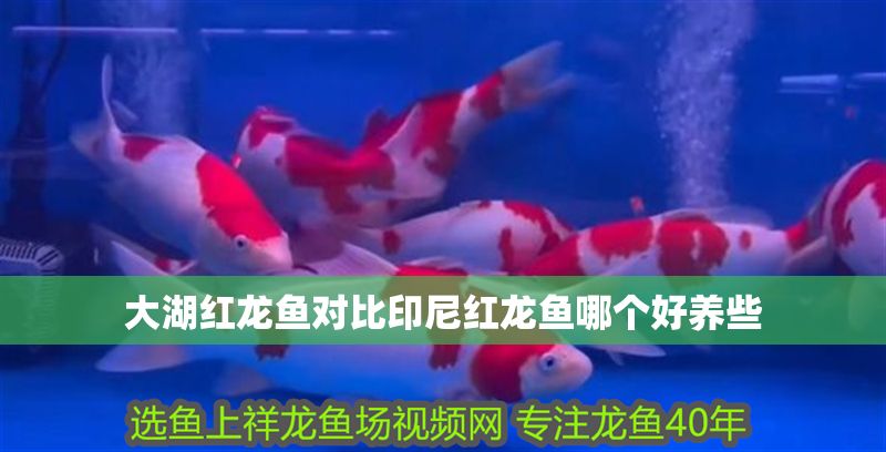 大湖紅龍魚對比印尼紅龍魚哪個好養(yǎng)些 大湖紅龍魚百科 第2張 大湖紅龍魚對比印尼紅龍魚哪個好養(yǎng)些 大湖紅龍魚對比印尼紅龍魚哪個好養(yǎng)些 大湖紅龍魚百科 第2張