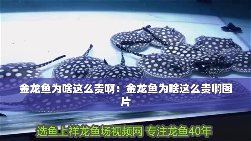 金龍魚為啥這么貴啊：金龍魚為啥這么貴啊圖片