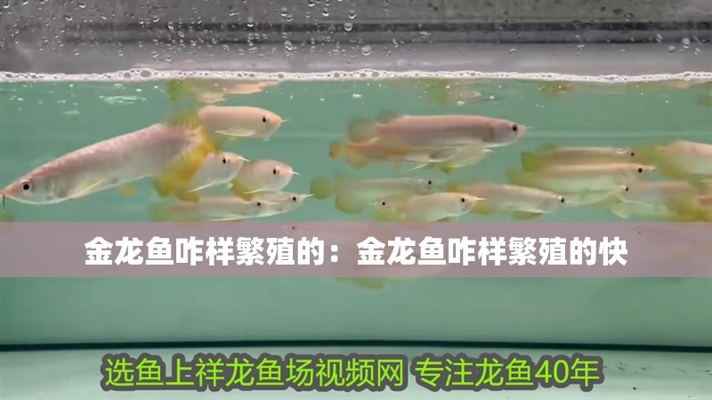金龍魚咋樣繁殖的：金龍魚咋樣繁殖的快