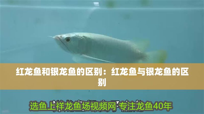 開(kāi)家水族館進(jìn)貨要求怎么寫(xiě)