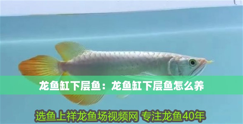 龍魚缸下層魚：龍魚缸下層魚怎么養