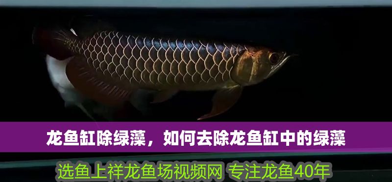 龍魚缸除綠藻，如何去除龍魚缸中的綠藻