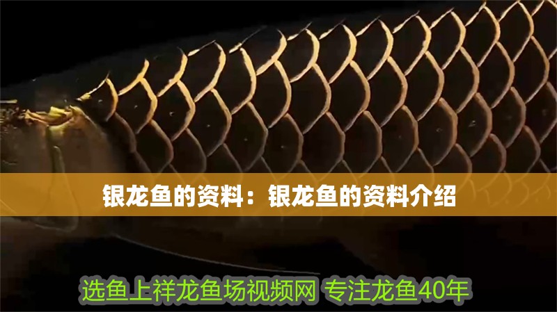 銀龍魚的資料：銀龍魚的資料介紹