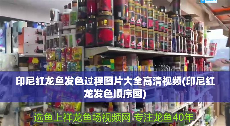 印尼紅龍魚發(fā)色過程圖片大全高清視頻(印尼紅龍發(fā)色順序圖)