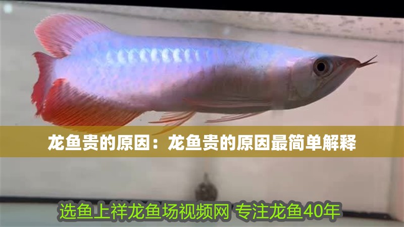龍魚貴的原因：龍魚貴的原因最簡單解釋