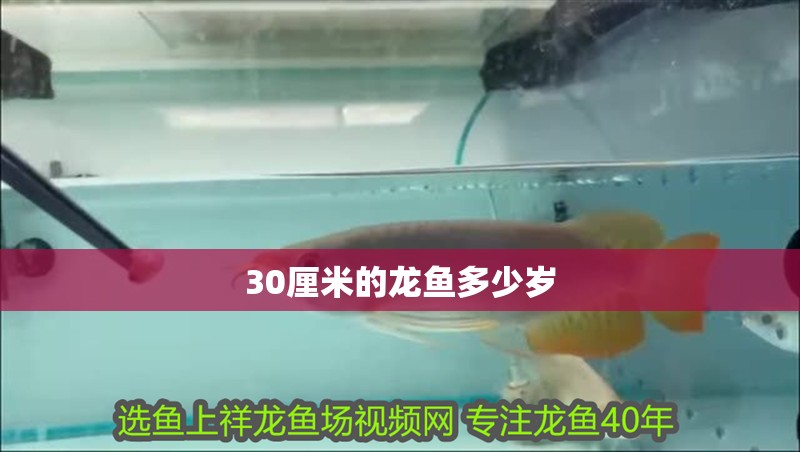 30厘米的龍魚(yú)多少歲