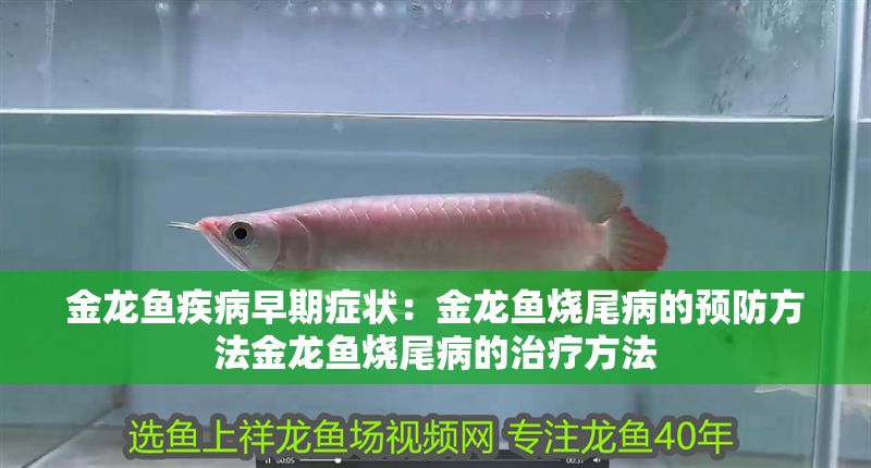 金龍魚疾病早期癥狀：金龍魚燒尾病的預防方法金龍魚燒尾病的治療方法