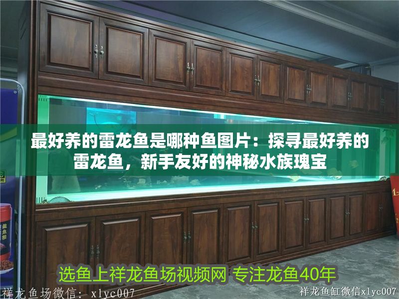 最好養(yǎng)的雷龍魚是哪種魚圖片：探尋最好養(yǎng)的雷龍魚，新手友好的神秘水族瑰寶