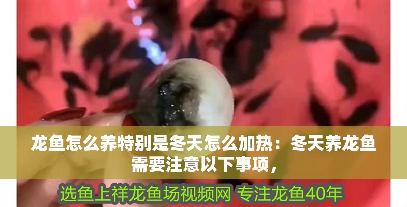 龍魚怎么養特別是冬天怎么加熱：冬天養龍魚需要注意以下事項，