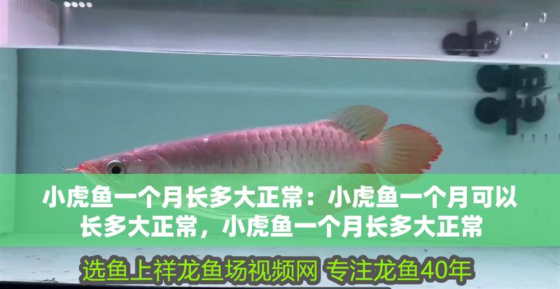 小虎魚(yú)一個(gè)月長(zhǎng)多大正常：小虎魚(yú)一個(gè)月可以長(zhǎng)多大正常，小虎魚(yú)一個(gè)月長(zhǎng)多大正常