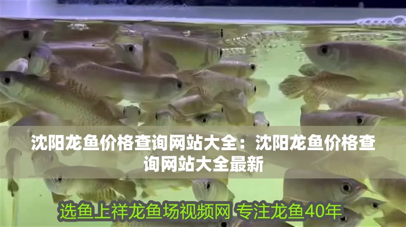 沈陽龍魚價格查詢網(wǎng)站大全：沈陽龍魚價格查詢網(wǎng)站大全最新