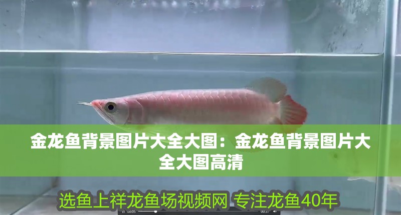 金龍魚背景圖片大全大圖：金龍魚背景圖片大全大圖高清