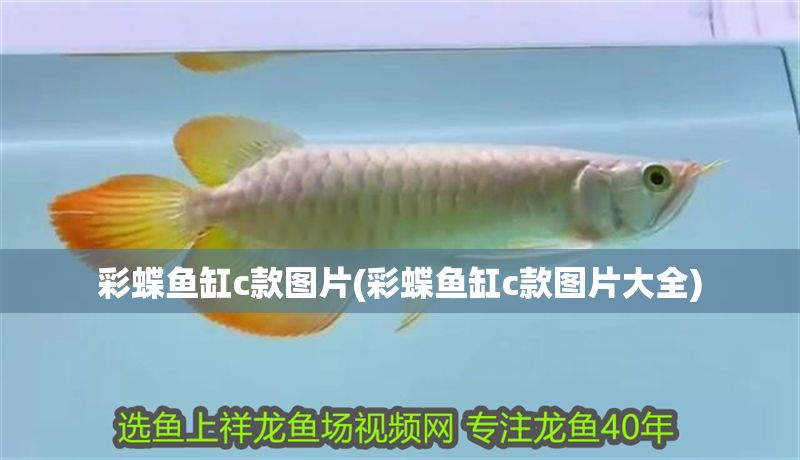彩蝶魚缸c款圖片(彩蝶魚缸c款圖片大全)