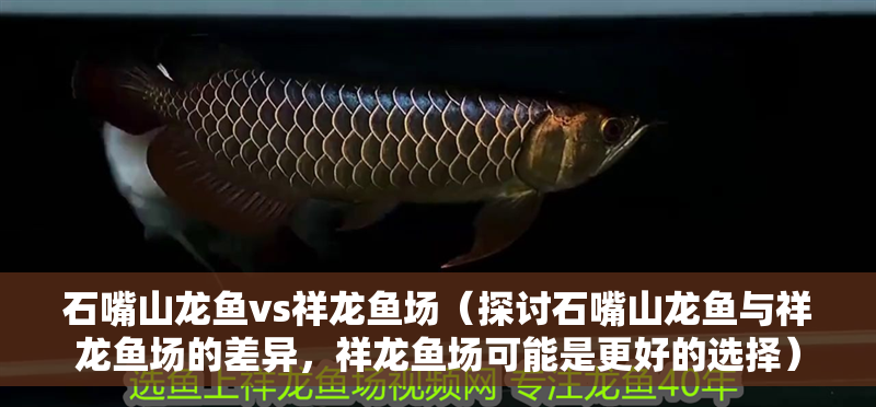 石嘴山龍魚vs祥龍魚場（探討石嘴山龍魚與祥龍魚場的差異，祥龍魚場可能是更好的選擇）