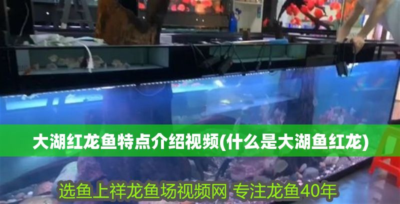 大湖紅龍魚特點(diǎn)介紹視頻(什么是大湖魚紅龍)