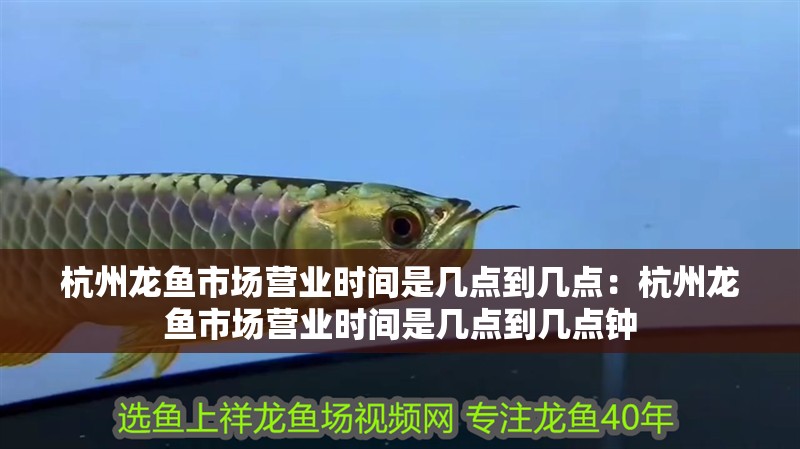 杭州龍魚市場營業(yè)時間是幾點到幾點：杭州龍魚市場營業(yè)時間是幾點到幾點鐘