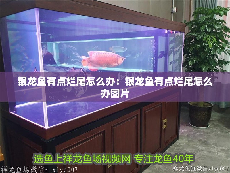 銀龍魚有點爛尾怎么辦：銀龍魚有點爛尾怎么辦圖片