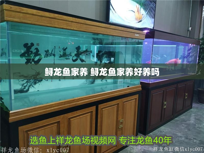 鱘龍魚家養 鱘龍魚家養好養嗎