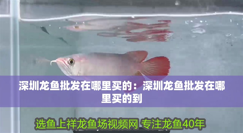 深圳龍魚批發在哪里買的：深圳龍魚批發在哪里買的到