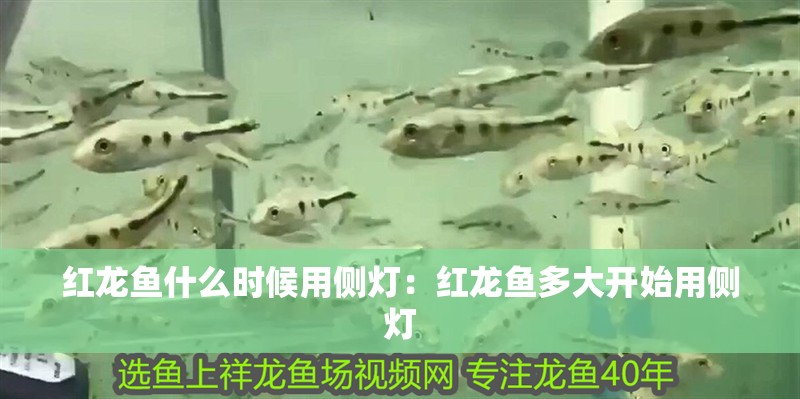 紅龍魚什么時候用側燈：紅龍魚多大開始用側燈