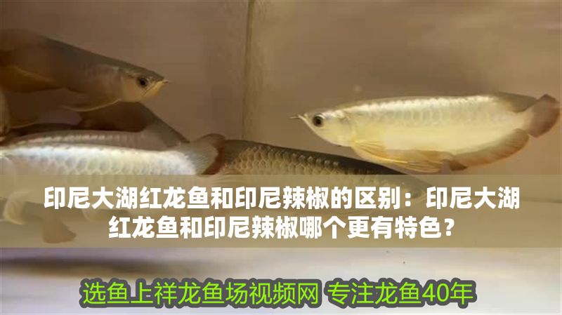 印尼大湖紅龍魚和印尼辣椒的區別：印尼大湖紅龍魚和印尼辣椒哪個更有特色？