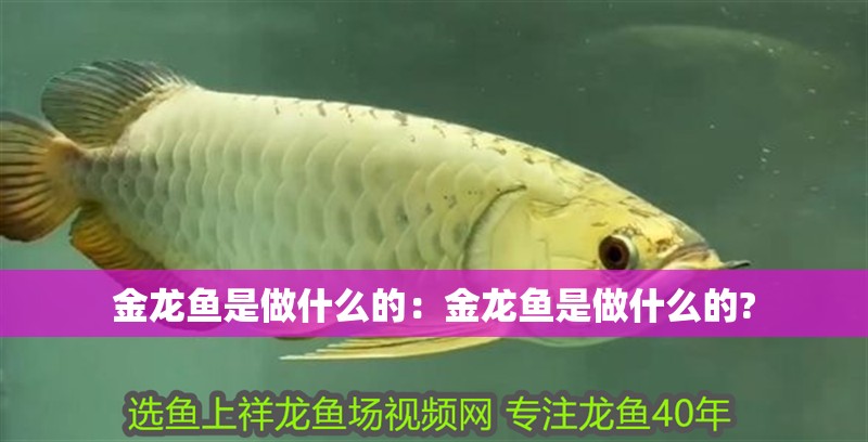 金龍魚是做什么的：金龍魚是做什么的?