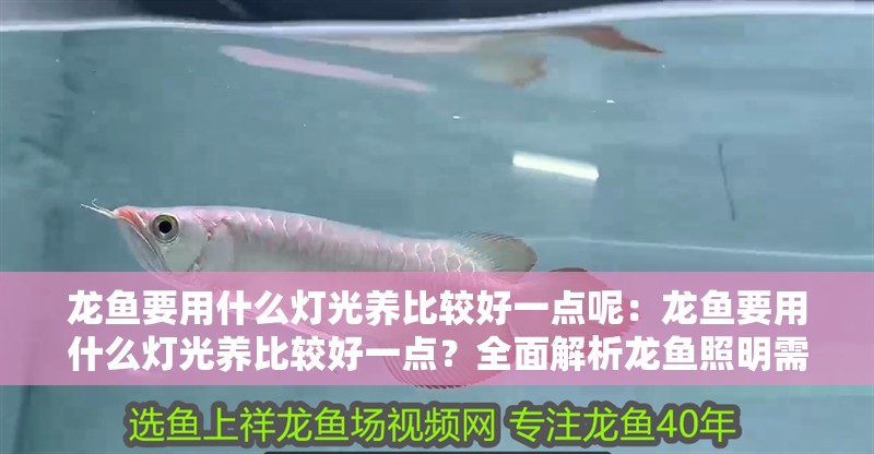 龍魚要用什么燈光養比較好一點呢：龍魚要用什么燈光養比較好一點？全面解析龍魚照明需求