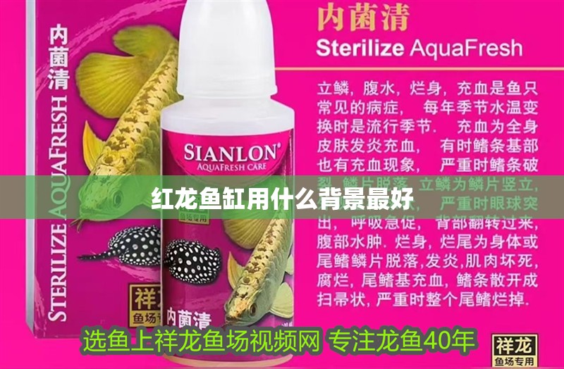 紅龍魚缸用什么背景最好