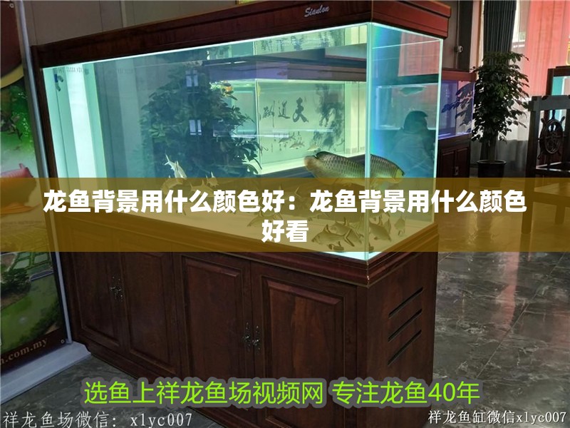 龍魚背景用什么顏色好：龍魚背景用什么顏色好看