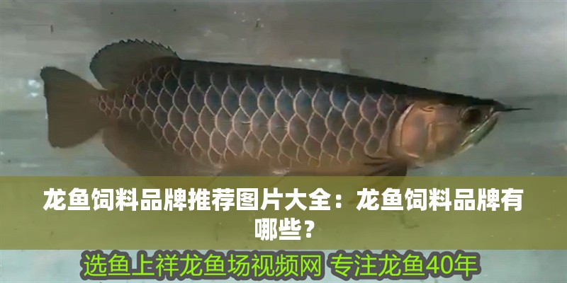 龍魚飼料品牌推薦圖片大全：龍魚飼料品牌有哪些？