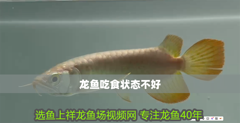 龍魚吃食狀態不好