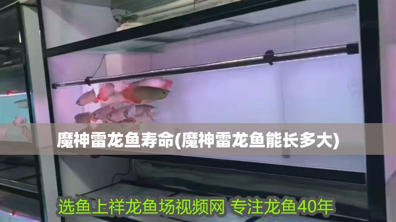 魔神雷龍魚壽命(魔神雷龍魚能長多大)