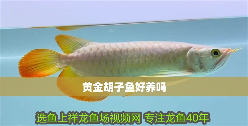 黃金胡子魚(yú)好養(yǎng)嗎