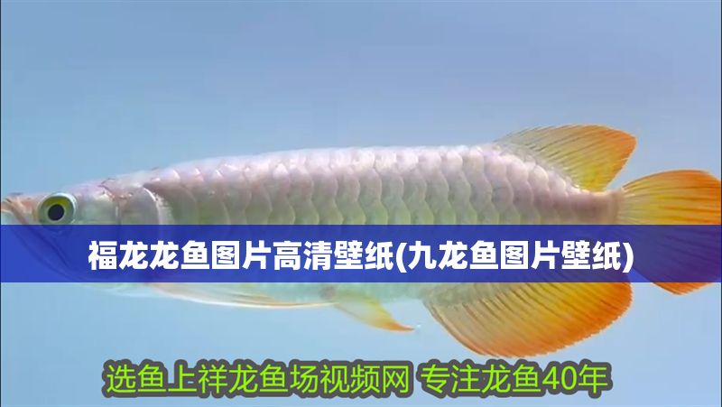 福龍龍魚圖片高清壁紙(九龍魚圖片壁紙)