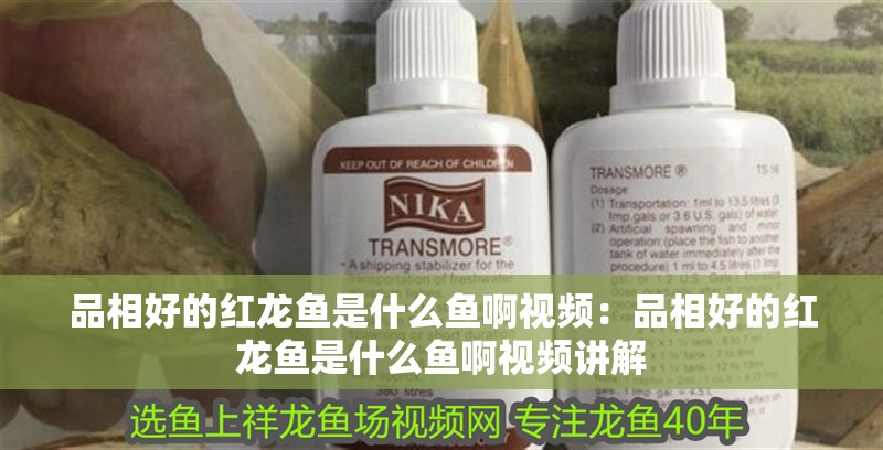 品相好的紅龍魚是什么魚啊視頻：品相好的紅龍魚是什么魚啊視頻講解