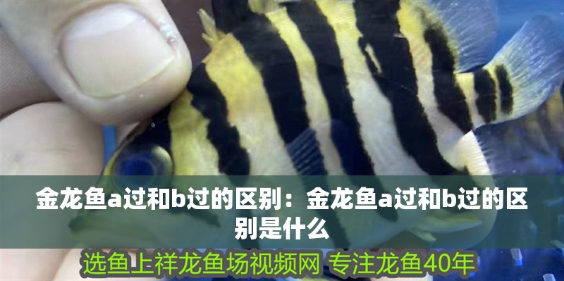金龍魚a過和b過的區別：金龍魚a過和b過的區別是什么